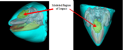 Figure 3. CT scan based images of the head of an adult female SRKW from the side (left), and from top view (right). The teeth are shown in red, bone in light color, and the various soft tissues in other colors. The region of impact used for modeling purposes is indicated.