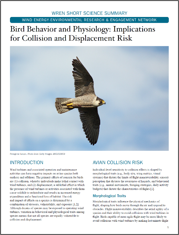 Bird Behavior and Physiology: Implications for Collision and Displacement Risk