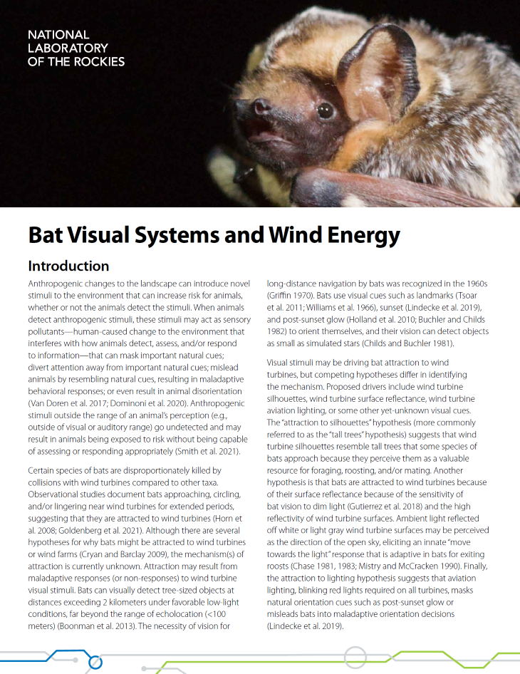 Bat Visual Systems and Wind Energy