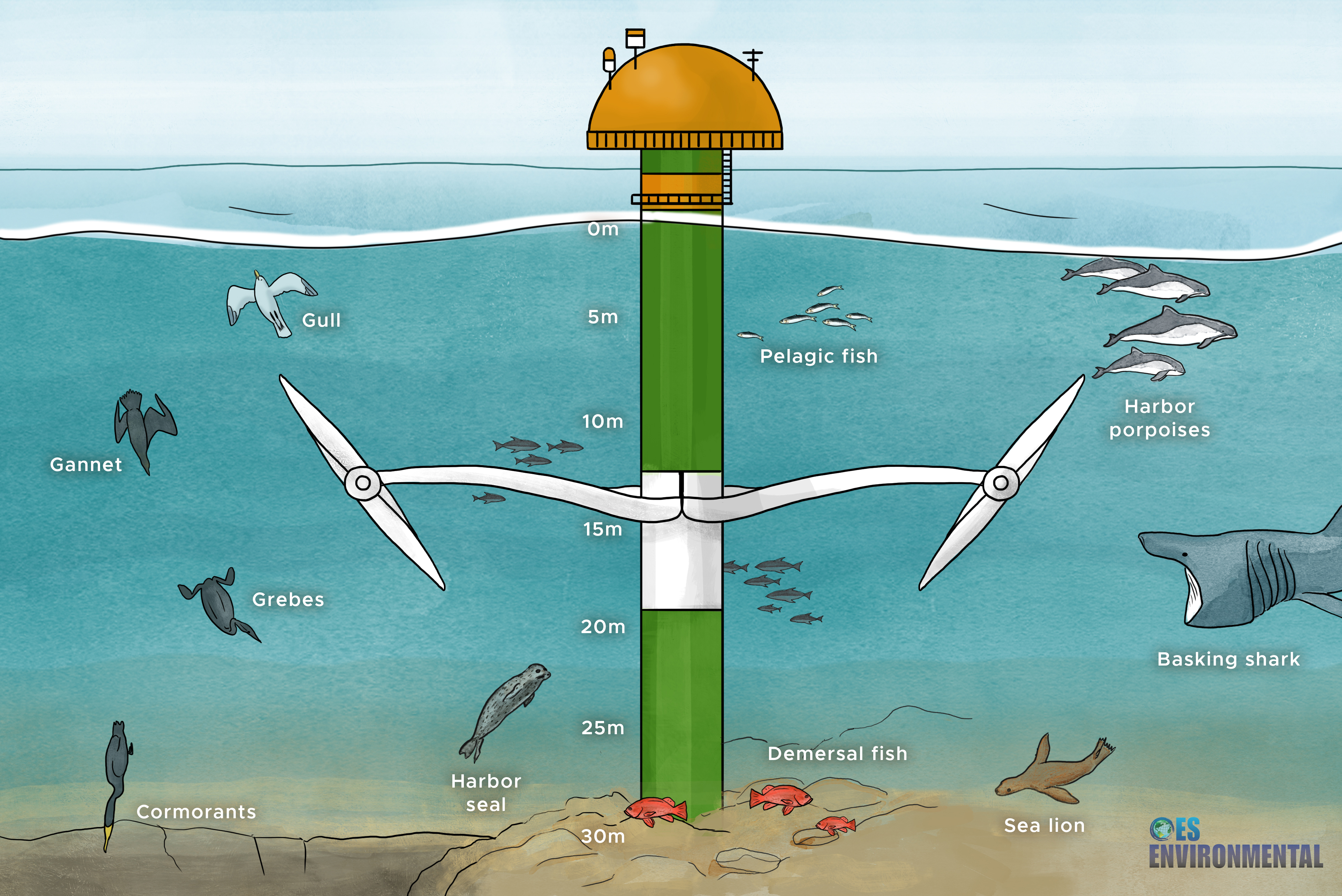 Collision risk figure showing tidal device and marine animals by depth