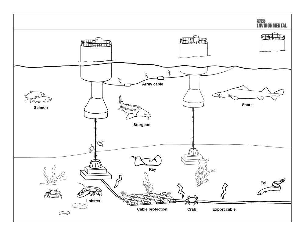 Electromagnetic Field Effects
