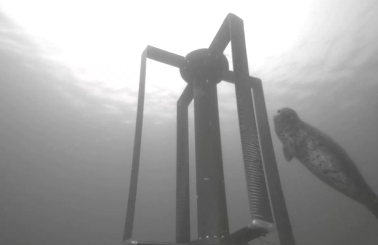 Seal swimming past the Turbine Lander in Sequim Bay