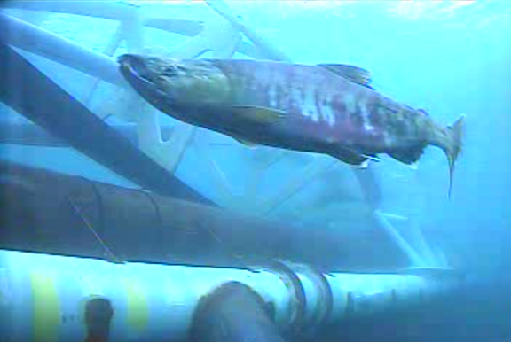 Fish near RivGen Turbine at Igiguig, Alaska