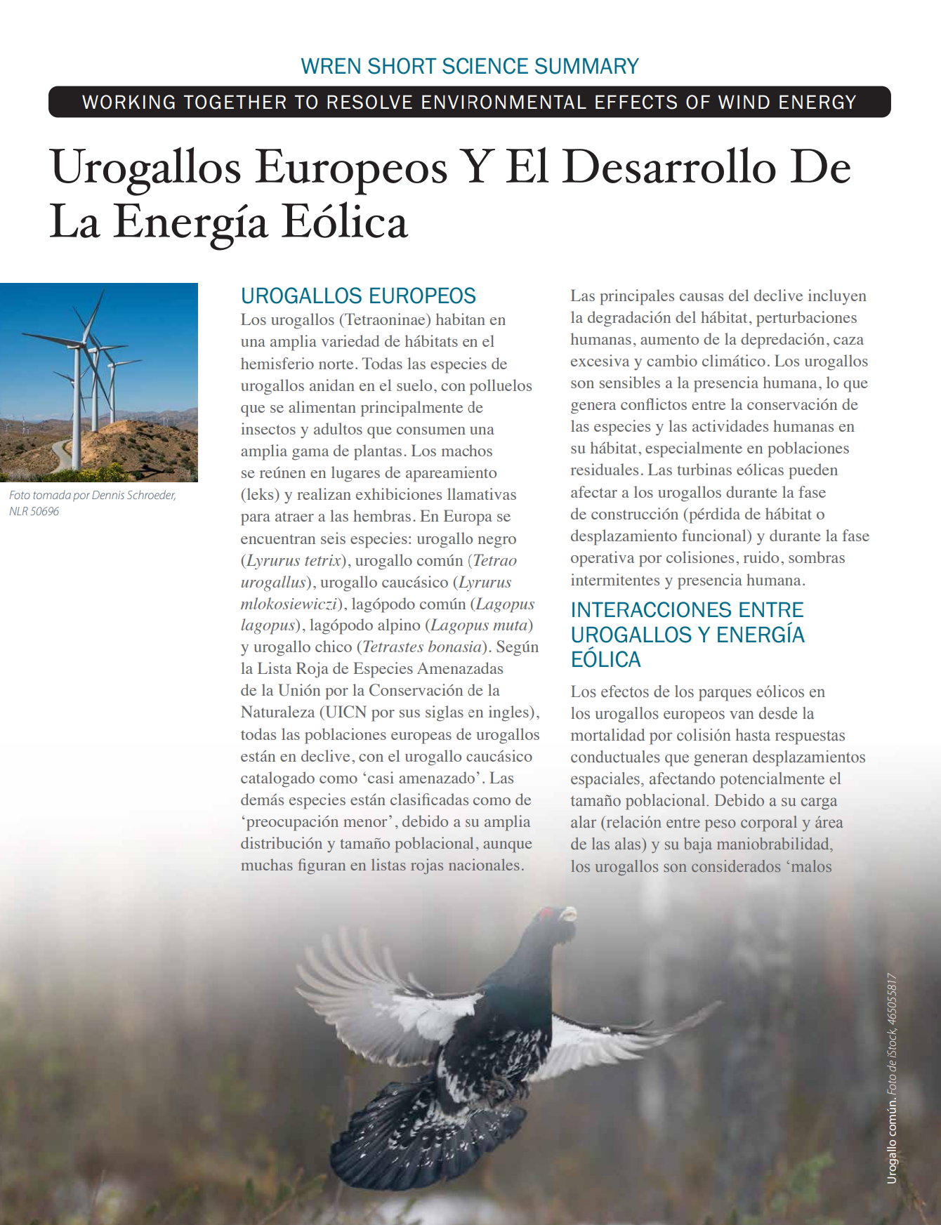 Urogallos Europeos Y El Desarrollo De La Energía Eólica