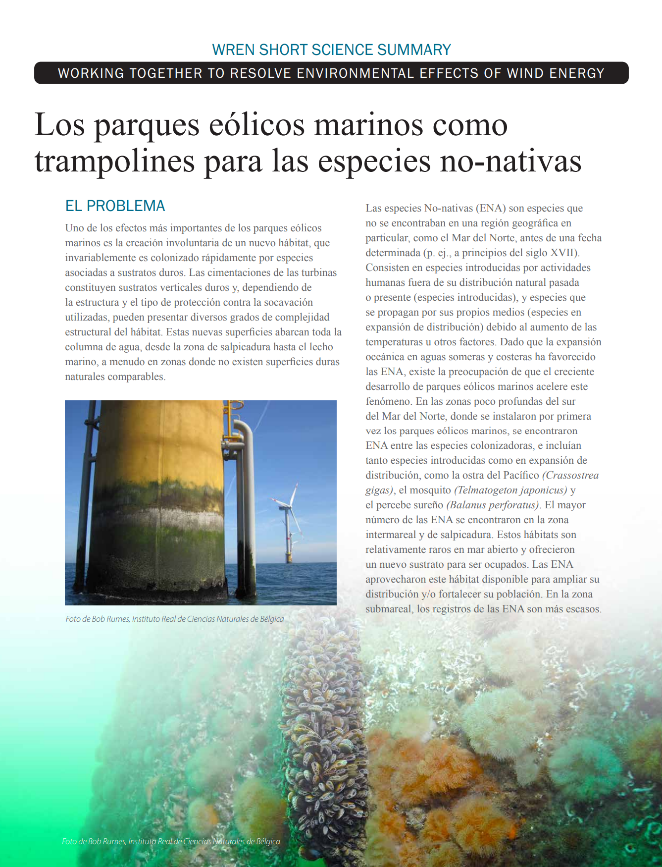 Los parques eólicos marinos como trampolines para las especies no-nativas