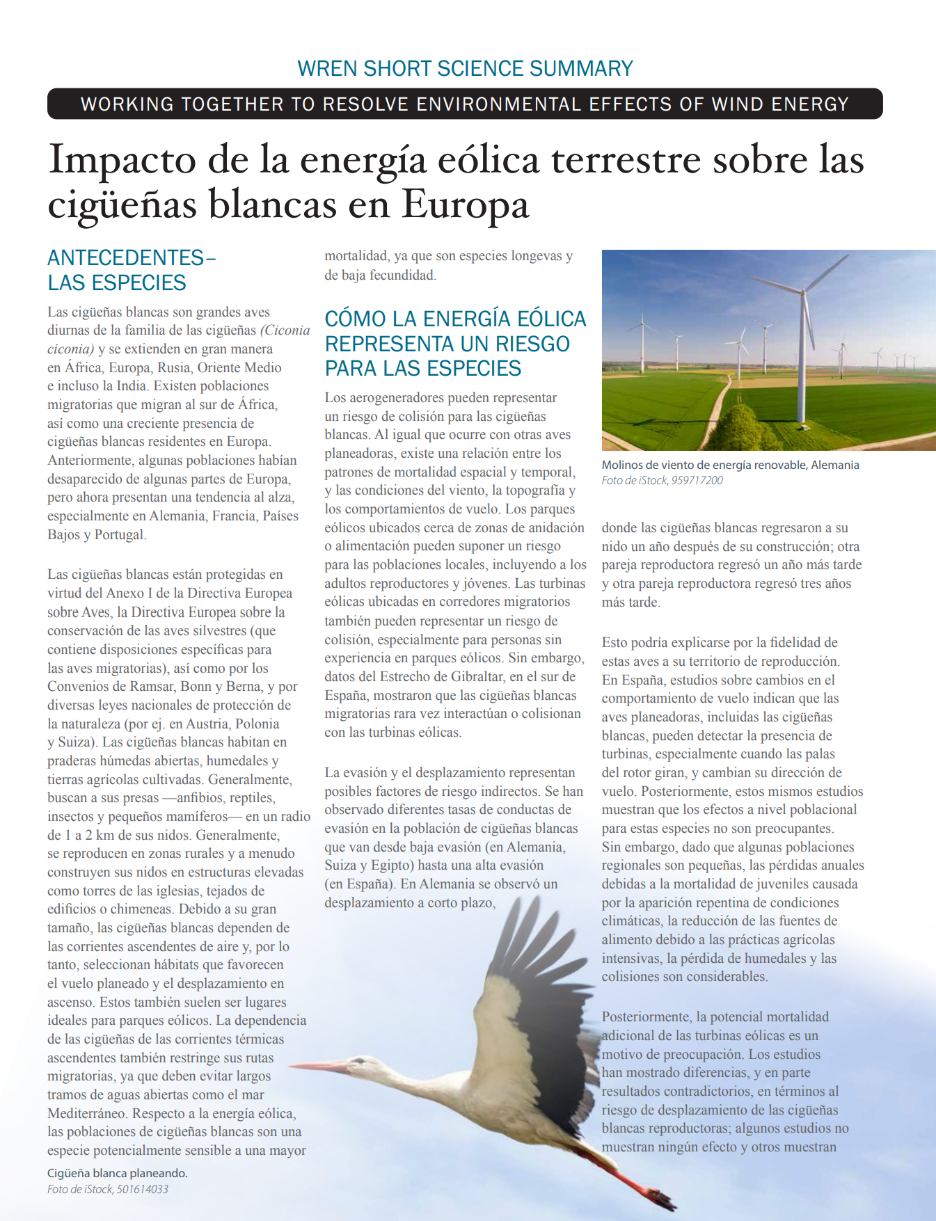 Impacto de la energía eólica terrestre sobre las cigüeñas blancas en Europa