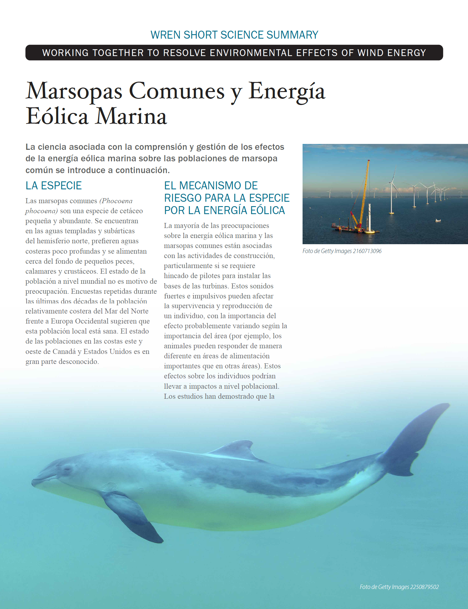 Marsopas Comunes y Energía Eólica Marina