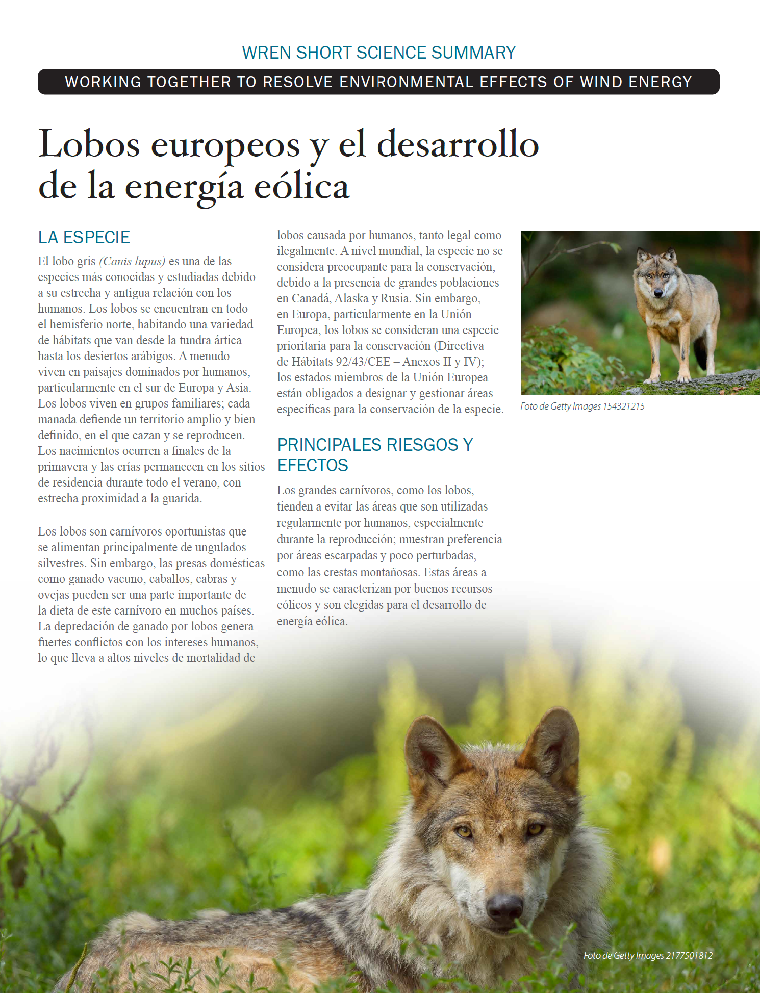 Lobos europeos y el desarrollo de la energía eólica