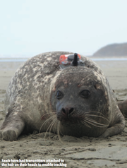 Seals have had transmitters attached to the hair on their heads to enable tracking