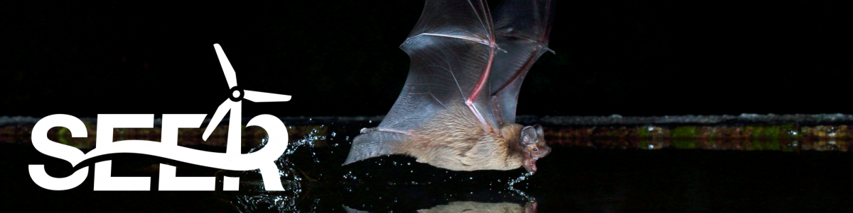 Nleisleri Bat (Credit: Jens Rydell)