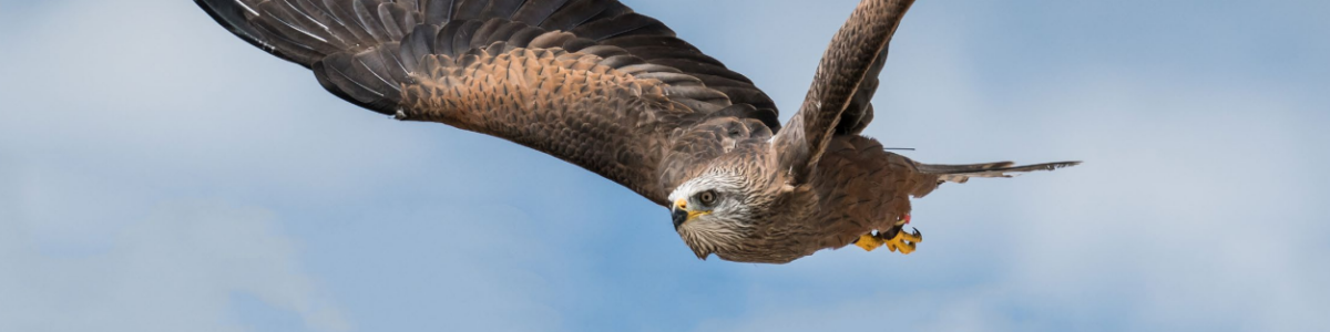 Black kite