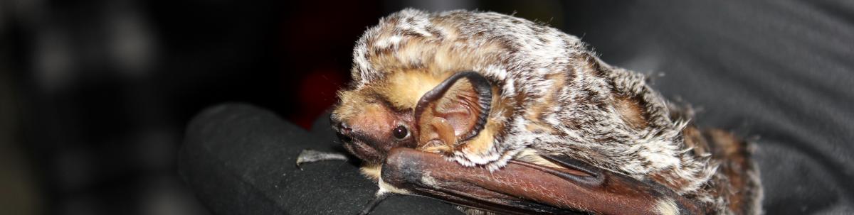 Hoary Bat