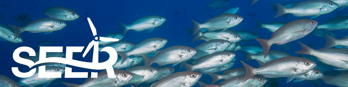 Vermillion Snappers (Photo Credit: NOAA)