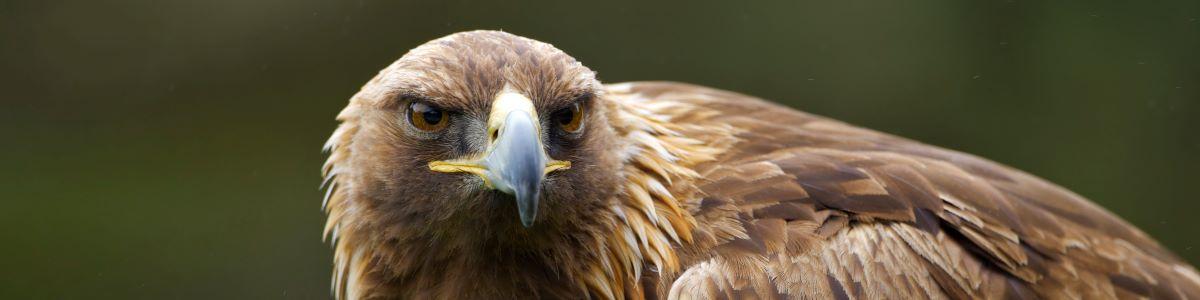 Raptor Banner