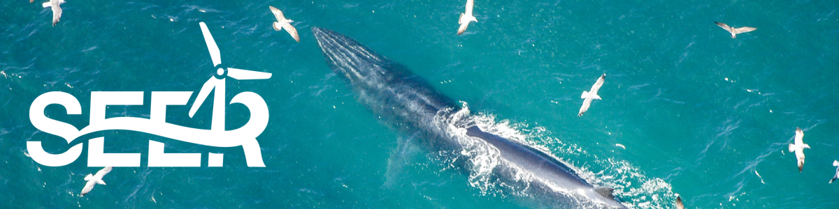 SEER Logo over an image of a whale and seabirds over the ocean