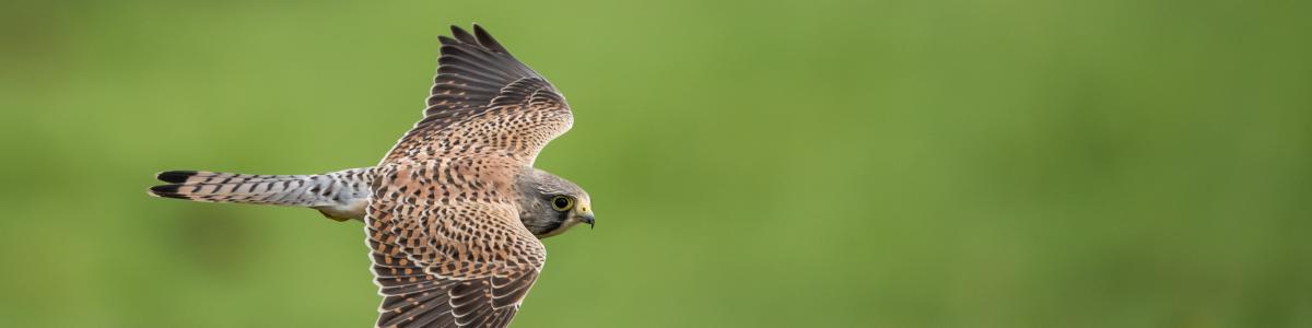 Common Kestrel