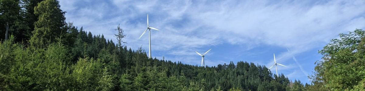 Wind turbines in a forest