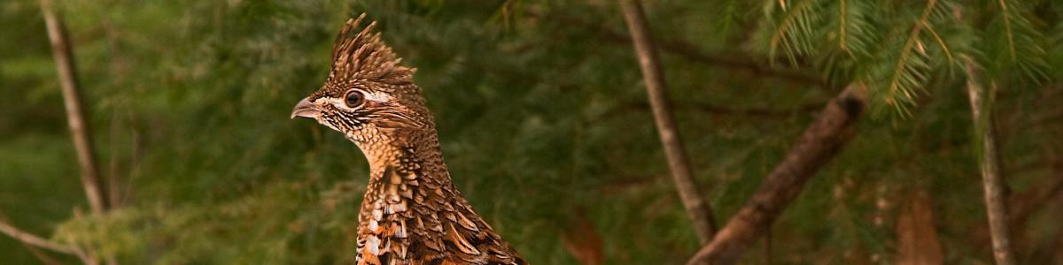 Ruffed Grouse