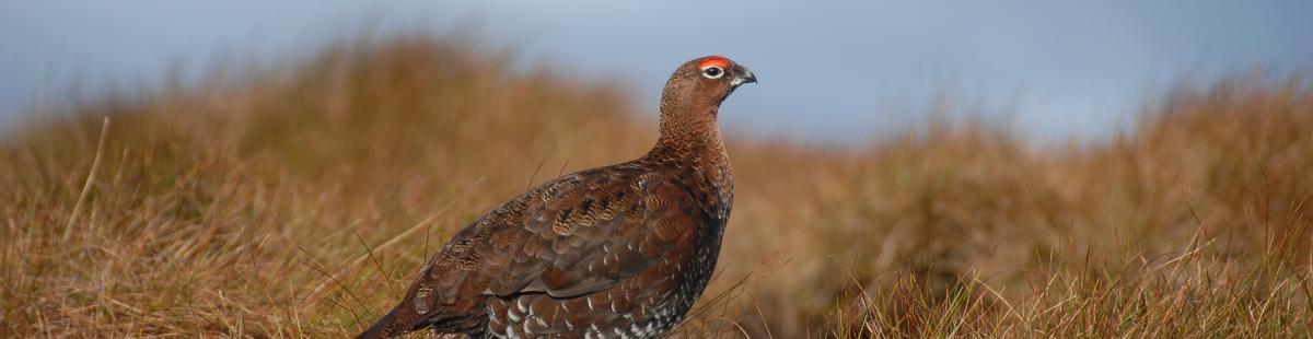 Grouse