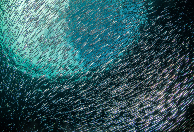 Shoal of Fish