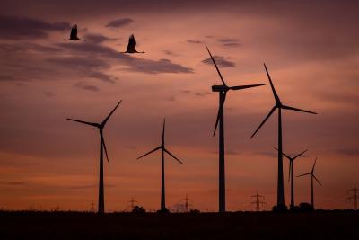 Birds flying around a wind turbine farm