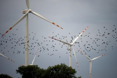 Birds flying past a wind turbine farm