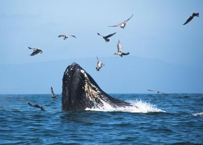 Seabirds near a humpback whale breaching