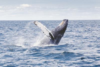 Breaching humpback whale