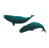 whales