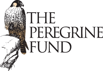 Harpy Eagle  The Peregrine Fund